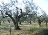 olivenhain, olivenbäume, bolsena