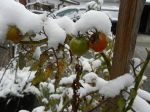 winter, schnee, snow, garten, pleissing, tomaten