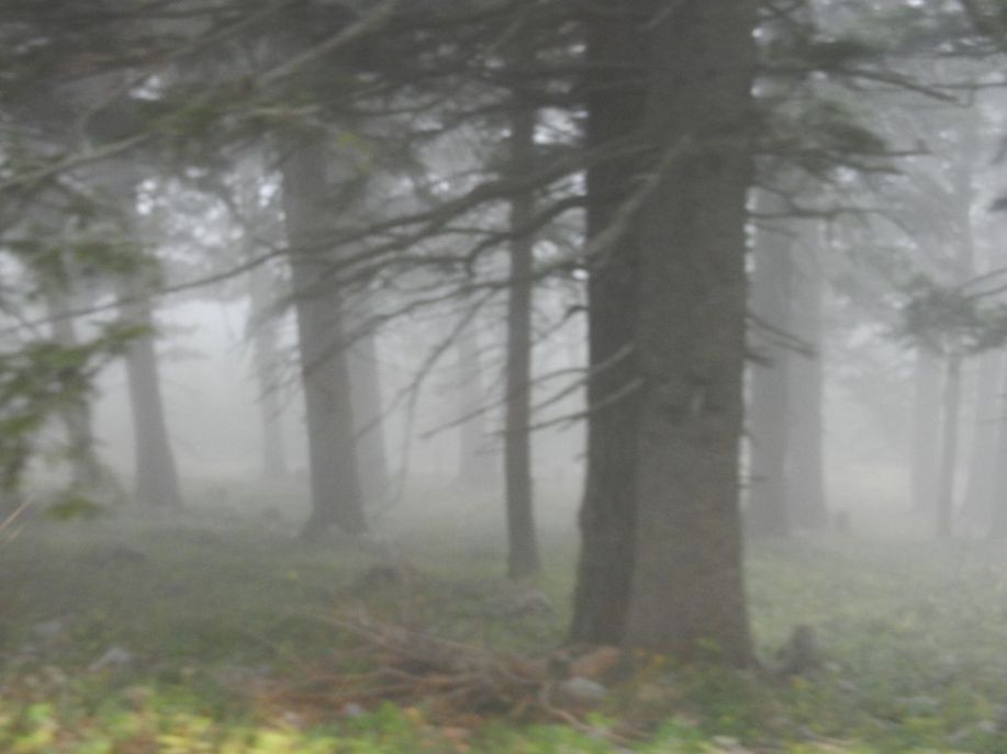 nebel, mist, fog, schneeberg, wald, bäume, forest, trees